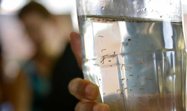 Paraná decreta Epidemia da Dengue