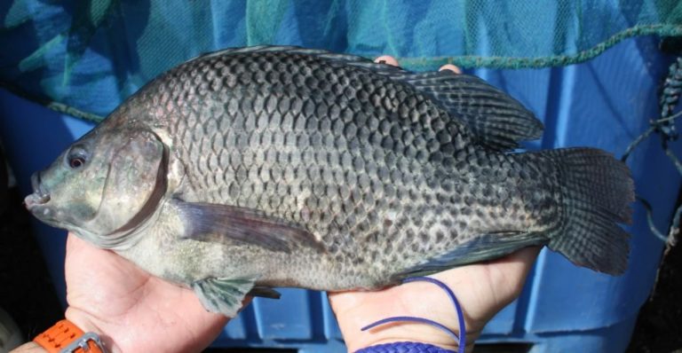 Feira do Peixe em União começa na quarta-feira (13)