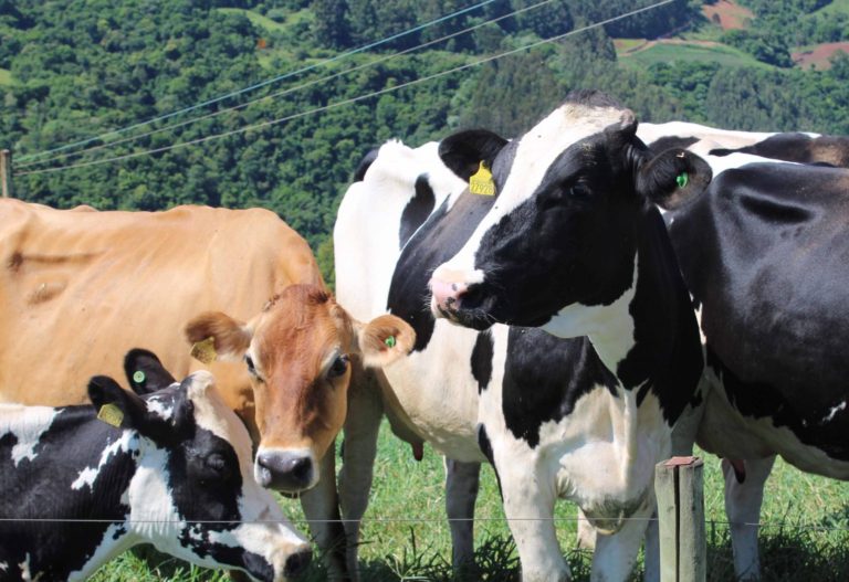 Cresce a concentração na produção de leite em Santa Catarina