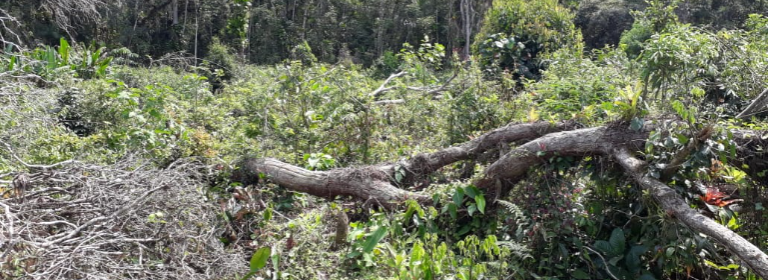 Ministério Público obtém liminar para suspender normas que fragilizavam fiscalização ambiental em Santa Catarina