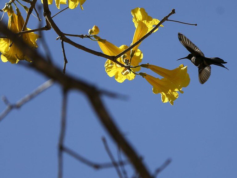 Primavera começa nesta quinta-feira (22) às 22h04m e termina no dia 21 de dezembro às 18h48m