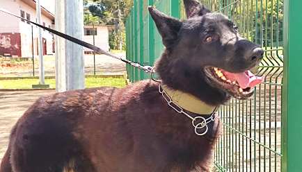 Cão farejador adquirido com recursos destinados pelo MPSC já tirou mais de duas toneladas de drogas no Planalto Norte de Santa Catarina