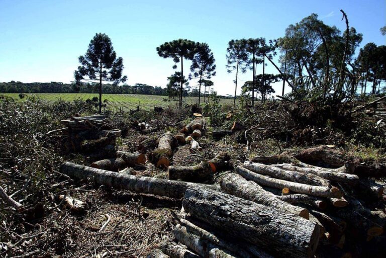 11.429,94 hectares de supressão ilegal de vegetação nativa, com mais de 4.200 de desmatamento no Paraná