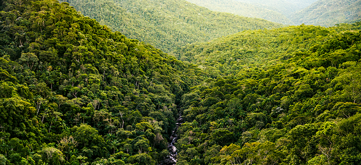 Mata Atlântica, o bioma que alimenta o Brasil