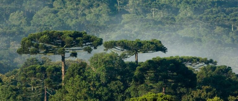 Ministério Público do Paraná é responsável pela defesa do meio ambiente ecologicamente equilibrado