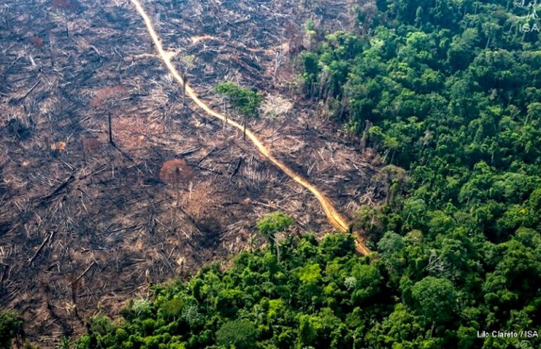 Mata Atlântica perdeu quase 7 mil hectares em três meses