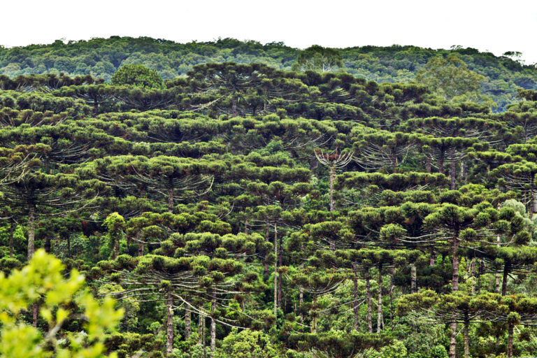 Símbolo do Paraná, araucária é a muda mais procurada nos viveiros do Estado