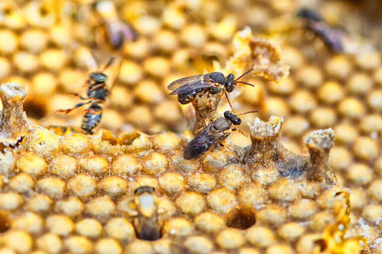 “Poliniza Paraná”, projeto de reintegração de abelhas na natureza do Paraná é premiado