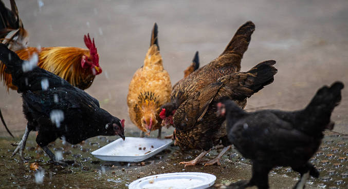 Gripe aviária se espalha e pode ameaçar agronegócio brasileiro