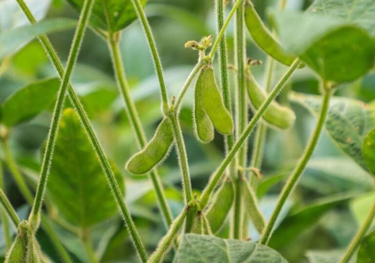 Estado do Paraná é o segundo maior produtor de soja do Brasil