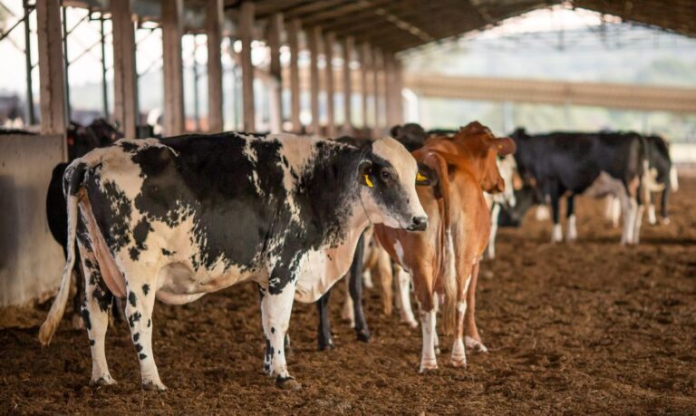 Suspensas a partir desta quinta-feira (23) exportações de carne bovina para a China