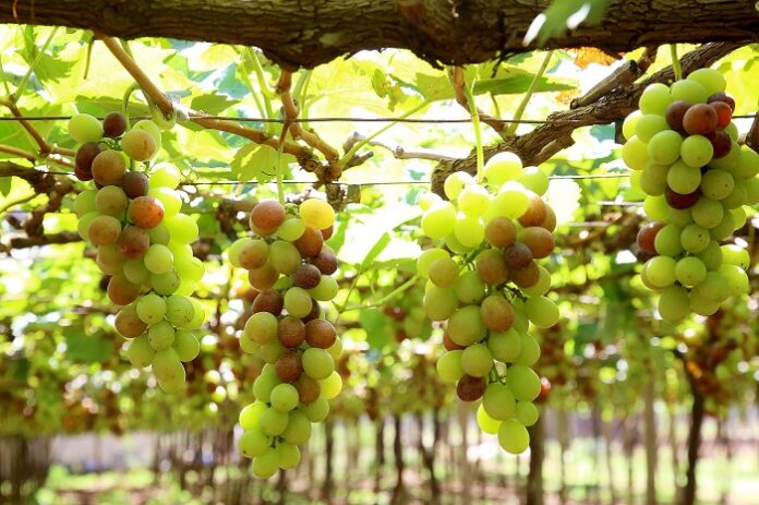 Produção de uvas e derivados no Paraná ganha reforço e beneficia Bituruna