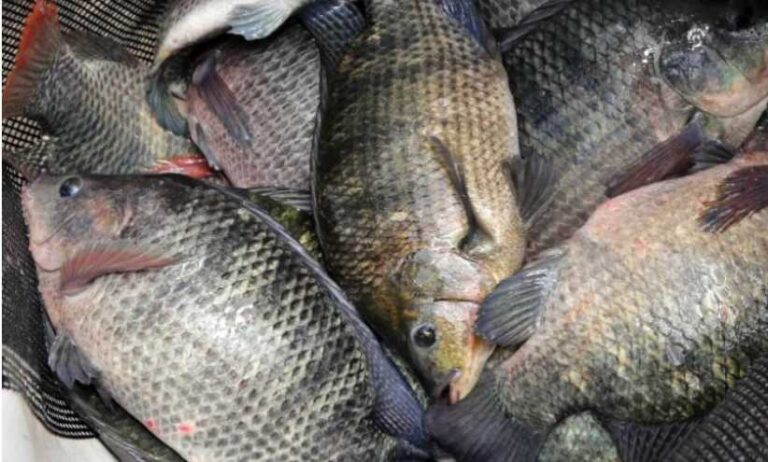 Aberta nesta quarta-feira (5) a Feira do Peixe em União da Vitória