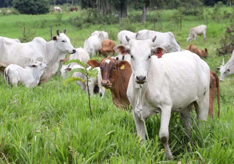 Estado do Paraná completa dois anos sem febre aftosa