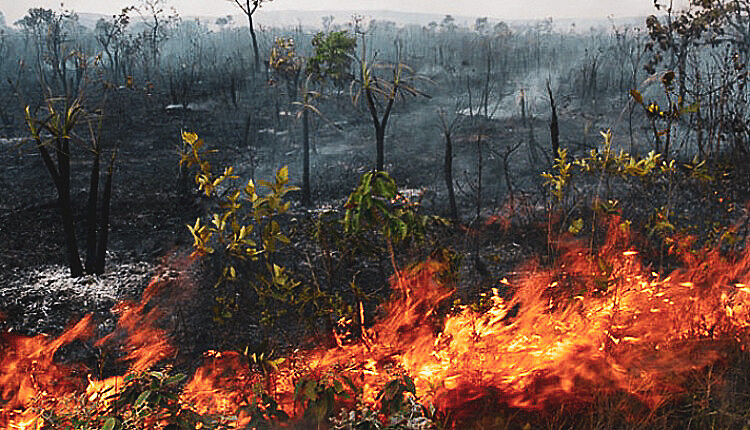 El Niño pode ser devastador para a Amazônia