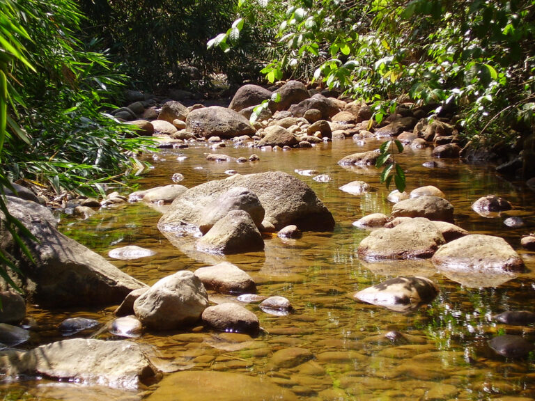 Dia 5 de junho (segunda-feira) é o Dia Mundial do Meio Ambiente