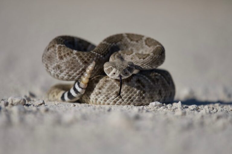 As quatro cobras peçonhentas típicas e perigosas de Santa Catarina