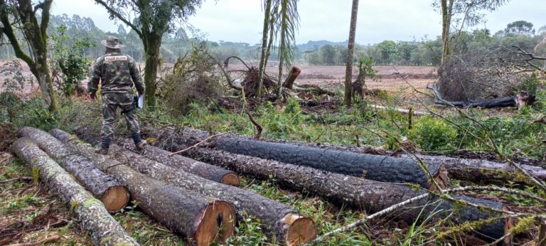 Polícia Ambiental flagra destruição de vegetação nativa em Bela Vista do Toldo