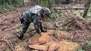 Polícia Ambiental de Santa Catarina tem competência para emitir laudos de crimes ambientais