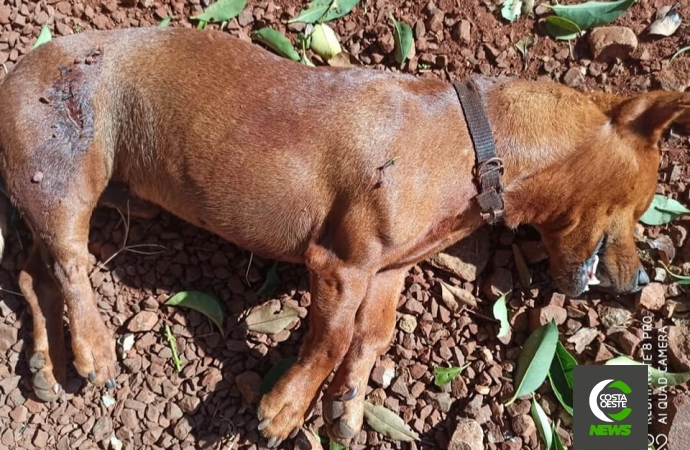 Após manifestação do MPSC, homem é preso em Canoinhas por maus-tratos a animais