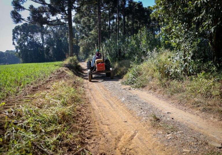 Erva-mate se destaca nas regiões Sul e Centro-Sul do Paraná