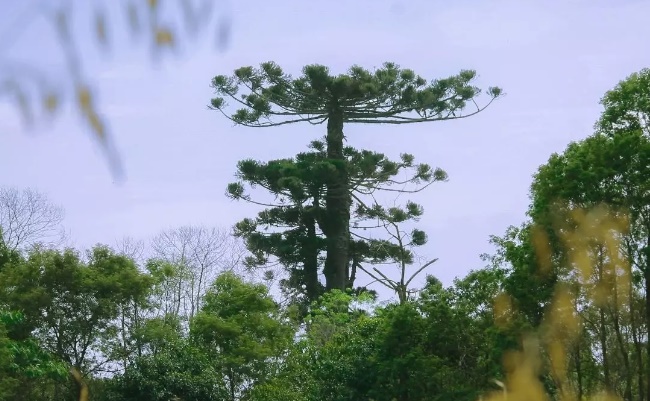 A maior araucária, árvore símbolo do Paraná, não resistiu a força dos ventos e tomou