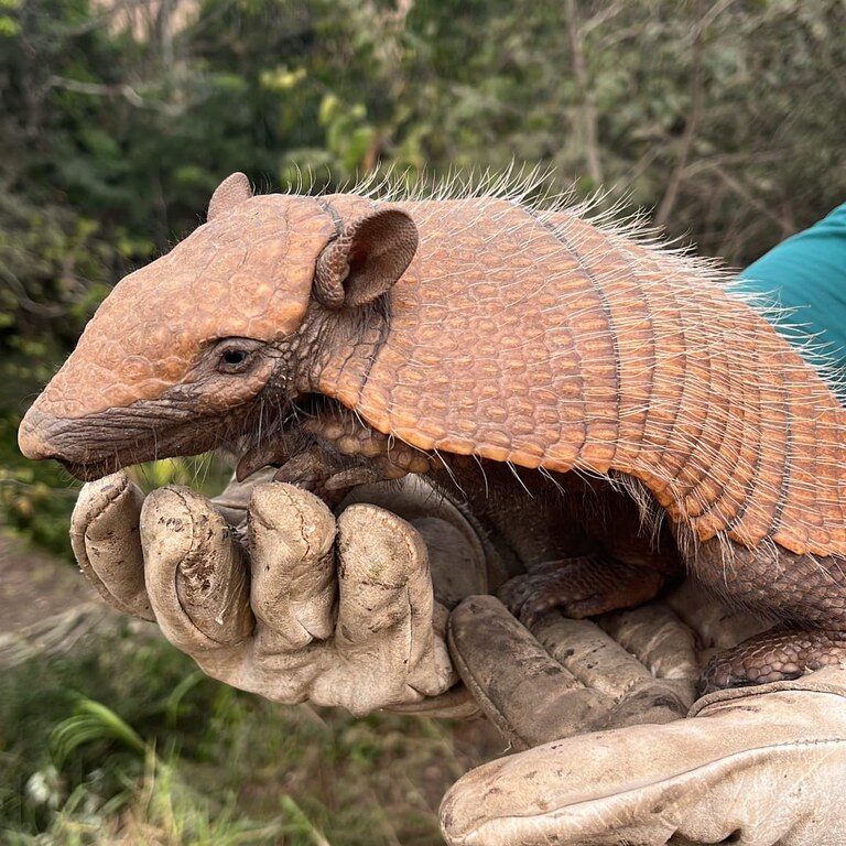 Restauração da BR-163, realizada pelo DNIT, em Santa Catarina protege animais silvestres