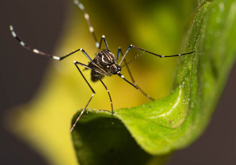 Secretaria da Saúde informa que o Paraná tem quase 4 mil casos e três mortes de dengue