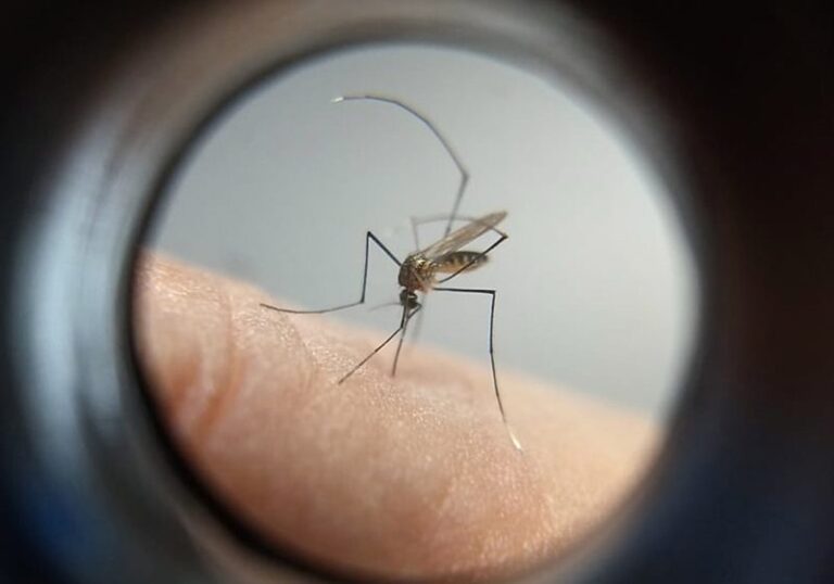 Governo do Paraná pede ao Governo Federal mais vacinas contra a dengue