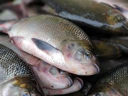 Mais pontos de venda da tradicional Feira do Peixe em União da Vitória