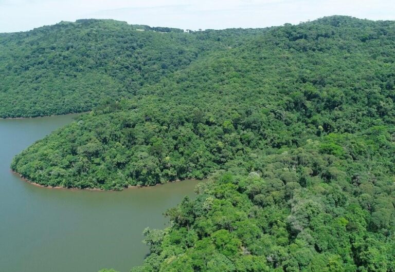 Santa Catarina tem queda de 86% no desmatamento do bioma