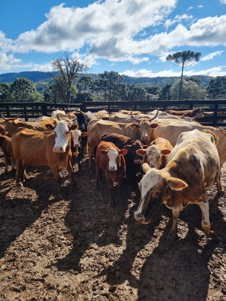 Tecnologia aliada na fiscalização da defesa agropecuária em Matos Costa