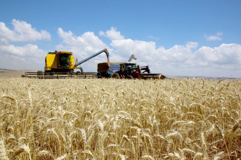 Cresce a produção de trigo no Paraná